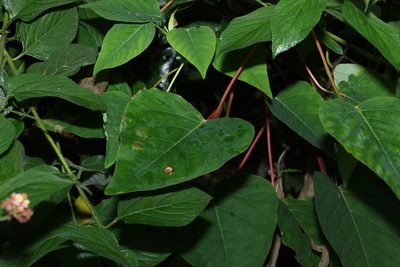 Homalanthus populifolius, photographed by Greg Tasney