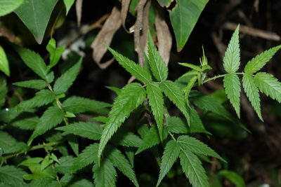 Rubus rosifolius, photographed by Greg Tasney