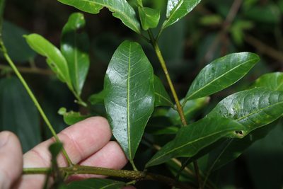 Acronychia laevis
