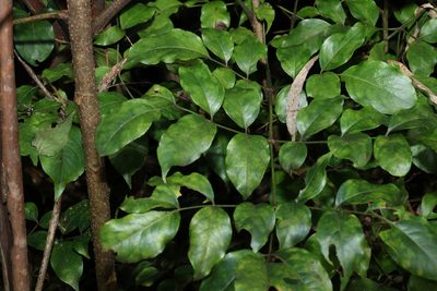 Polyscias elegans, photographed by Greg Tasney