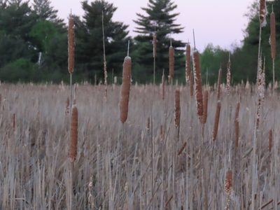 Typha latifolia, photographed by Carter Dorscht