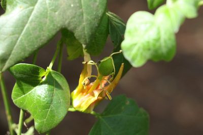 Passiflora herbertiana, photographed by Greg Tasney