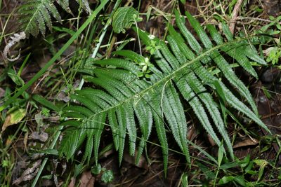Doodia aspera, photographed by Greg Tasney