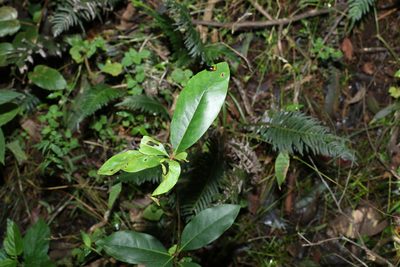 Pittosporum revolutum, photographed by Greg Tasney