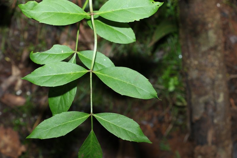 Polyscias sambucifolia, photographed by Greg Tasney