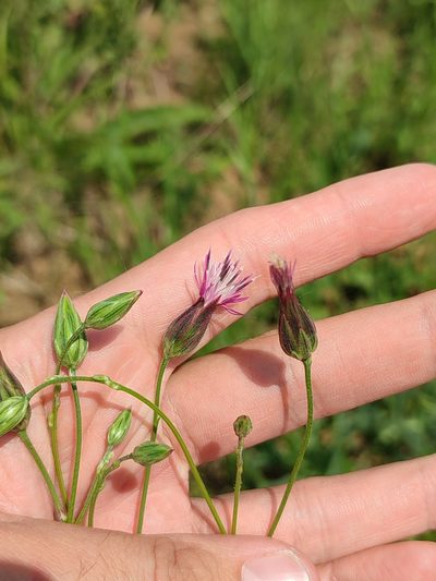 Crupina vulgaris, photographed by Иван Ковтун Ivan Kovtun