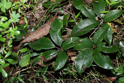 Apocissus hypoglauca, photographed by Greg Tasney