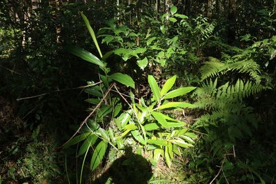 Alpinia caerulea, photographed by Greg Tasney