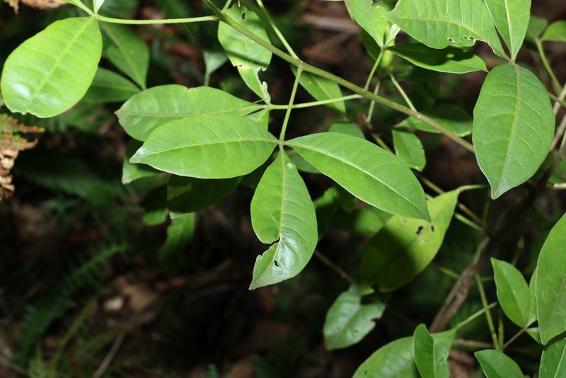 Melicope micrococca, photographed by Greg Tasney