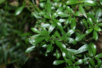 Psychotria daphnoides, photographed by Greg Tasney
