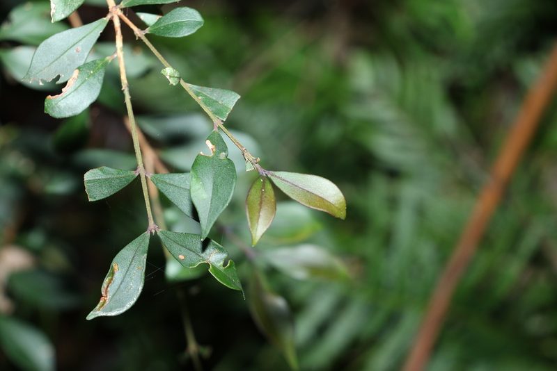 Syzygium smithii, photographed by Greg Tasney