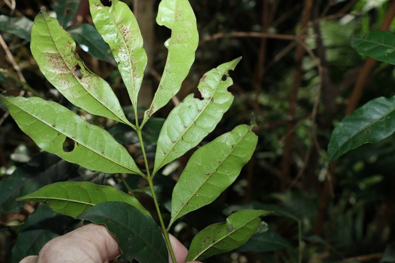 Synoum glandulosum, photographed by Greg Tasney