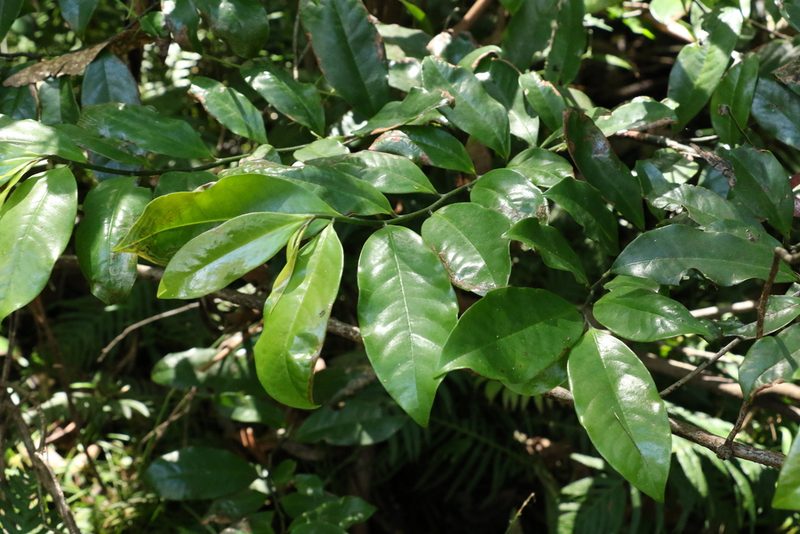 Eupomatia laurina, photographed by Greg Tasney