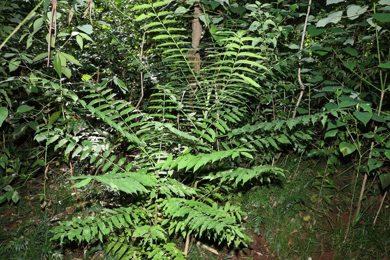 Polyscias murrayi, photographed by Greg Tasney