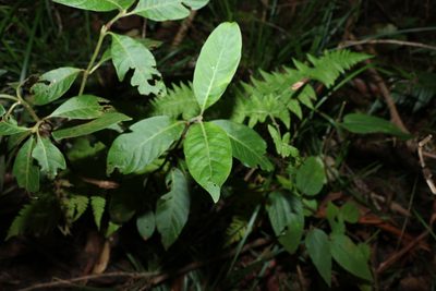 Psychotria loniceroides, photographed by Greg Tasney