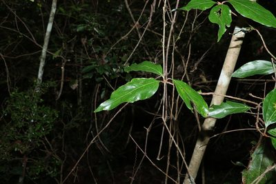 Neolitsea dealbata, photographed by Greg Tasney