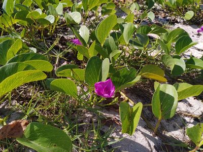 Ipomoea pes-caprae, photographed by Ben