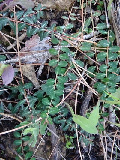 Euphorbia dimorphocaulon, photographed by Grzegorz Grzejszczak