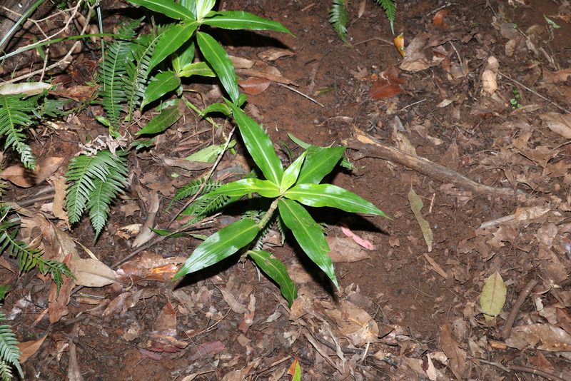 Pollia crispata, photographed by Greg Tasney