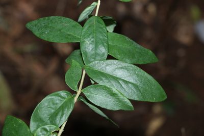 Wikstroemia indica, photographed by Greg Tasney