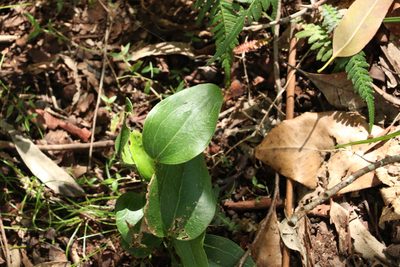 Smilax australis, photographed by Greg Tasney