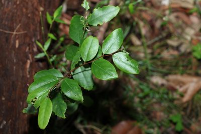 Breynia oblongifolia, photographed by Greg Tasney