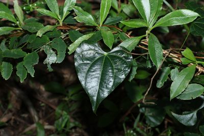 Sarcopetalum harveyanum, photographed by Greg Tasney