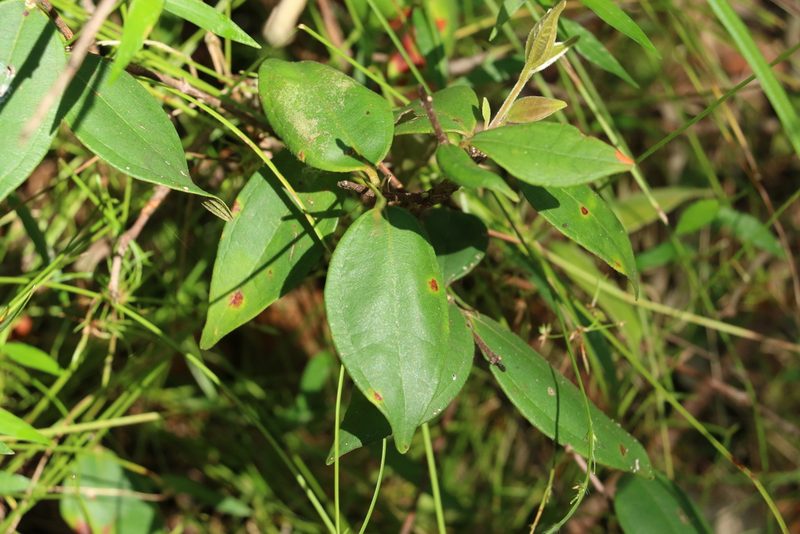 Rhodamnia rubescens, photographed by Greg Tasney
