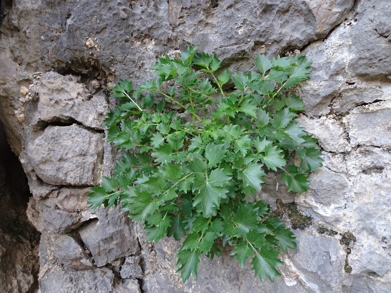Petromarula pinnata, photographed by Grzegorz Grzejszczak