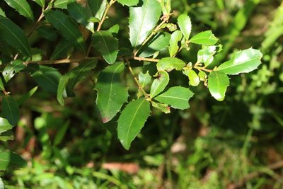 Myrsine variabilis, photographed by Greg Tasney
