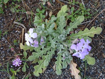 Matthiola tricuspidata, photographed by Grzegorz Grzejszczak