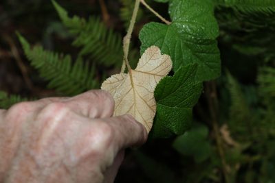 Rubus moluccanus, photographed by Greg Tasney
