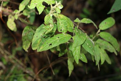 Solanum stelligerum, photographed by Greg Tasney