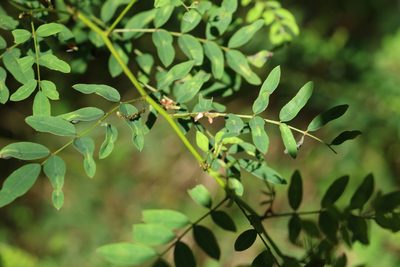 Indigofera australis, photographed by Greg Tasney