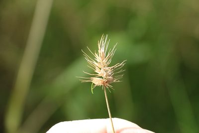 Echinopogon ovatus, photographed by Greg Tasney