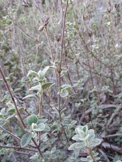 Phlomis lanata, photographed by Grzegorz Grzejszczak