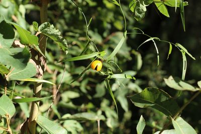 Eustrephus latifolius, photographed by Greg Tasney