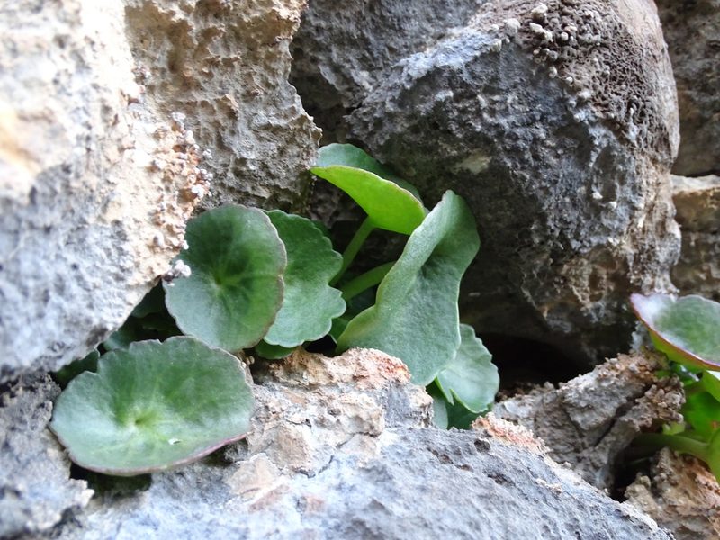 Umbilicus horizontalis, photographed by Grzegorz Grzejszczak