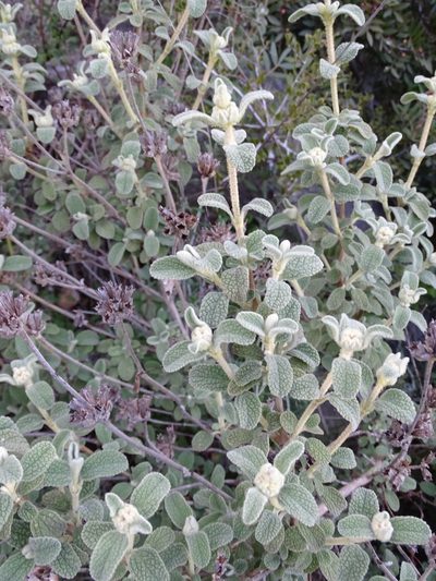 Phlomis lanata, photographed by Grzegorz Grzejszczak