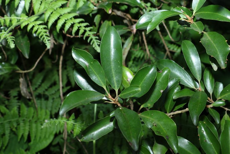 Myrsine howittiana, photographed by Greg Tasney