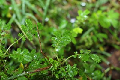 Acaena novae-zelandiae, photographed by Greg Tasney