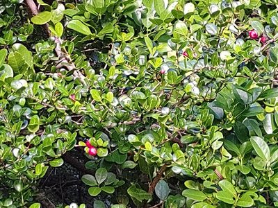 Fernelia buxifolia, photographed by Ben