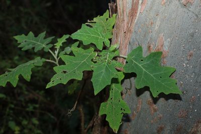 Solanum semiarmatum, photographed by Greg Tasney