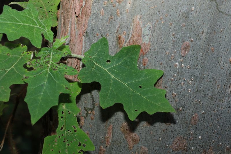 Solanum semiarmatum, photographed by Greg Tasney