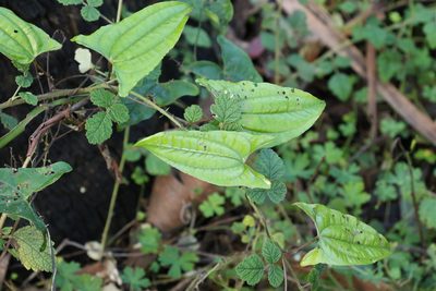 Dioscorea transversa, photographed by Greg Tasney