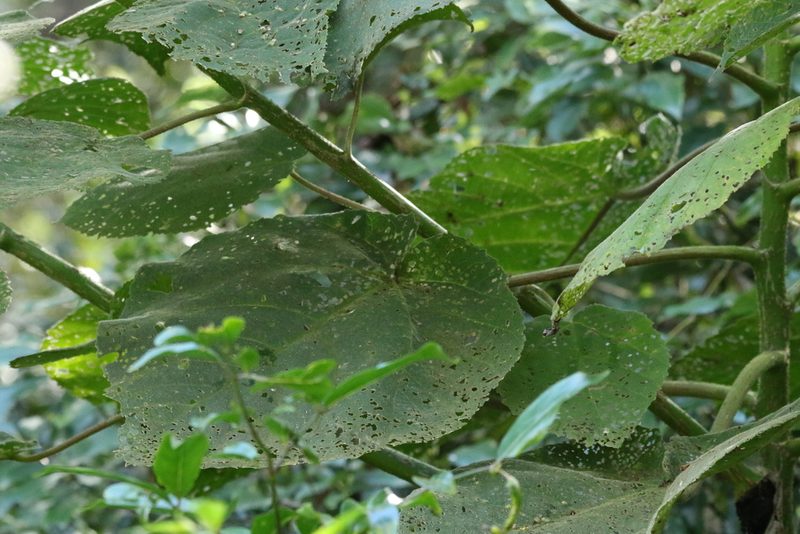 Dendrocnide excelsa, photographed by Greg Tasney