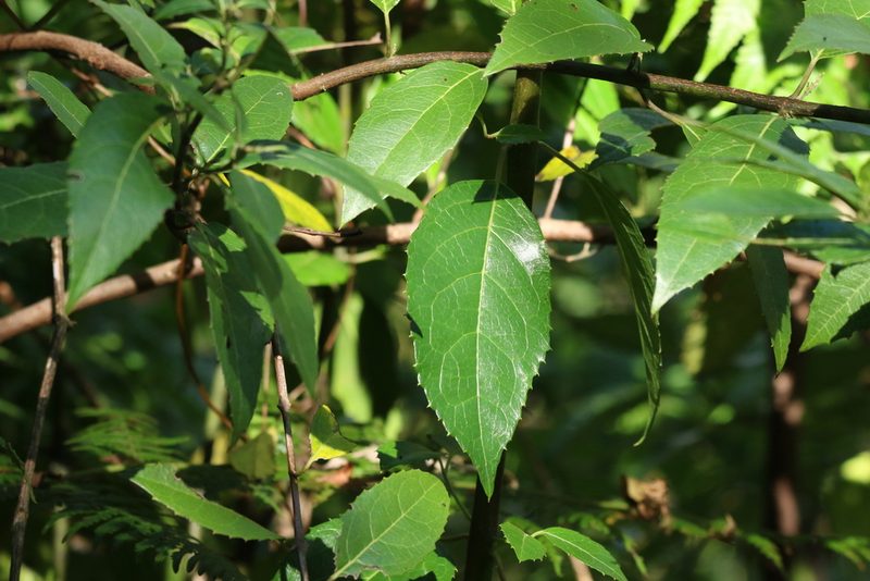 Hedycarya angustifolia, photographed by Greg Tasney