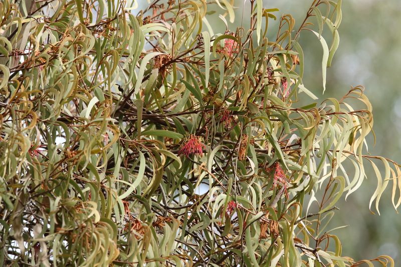 Amyema miquelii, photographed by Greg Tasney