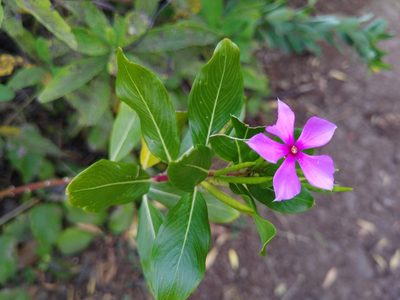 Catharanthus roseus, photographed by Ben