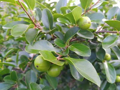 Flacourtia indica
